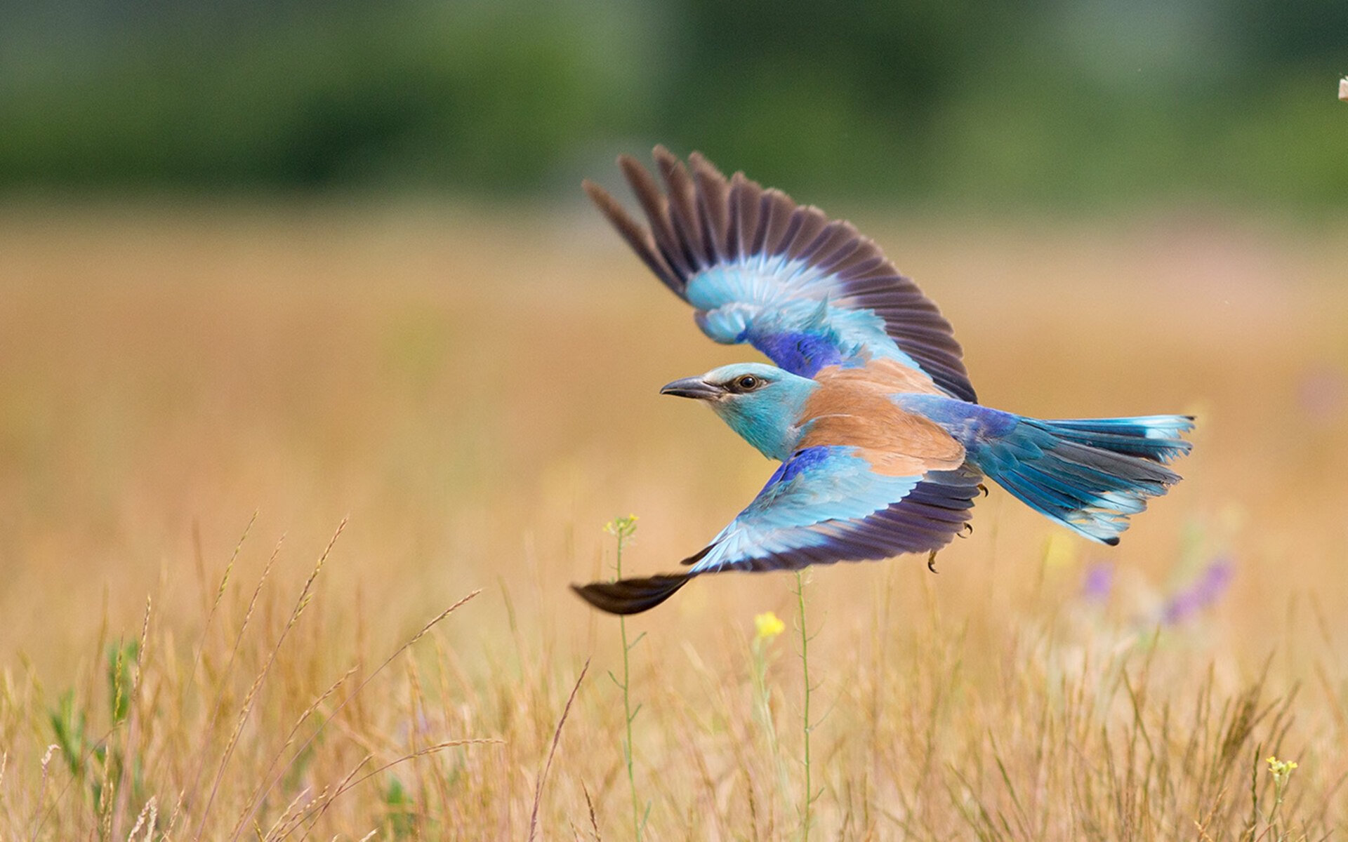 冬奥备战高原训练效果显著，冬奥会备战情况