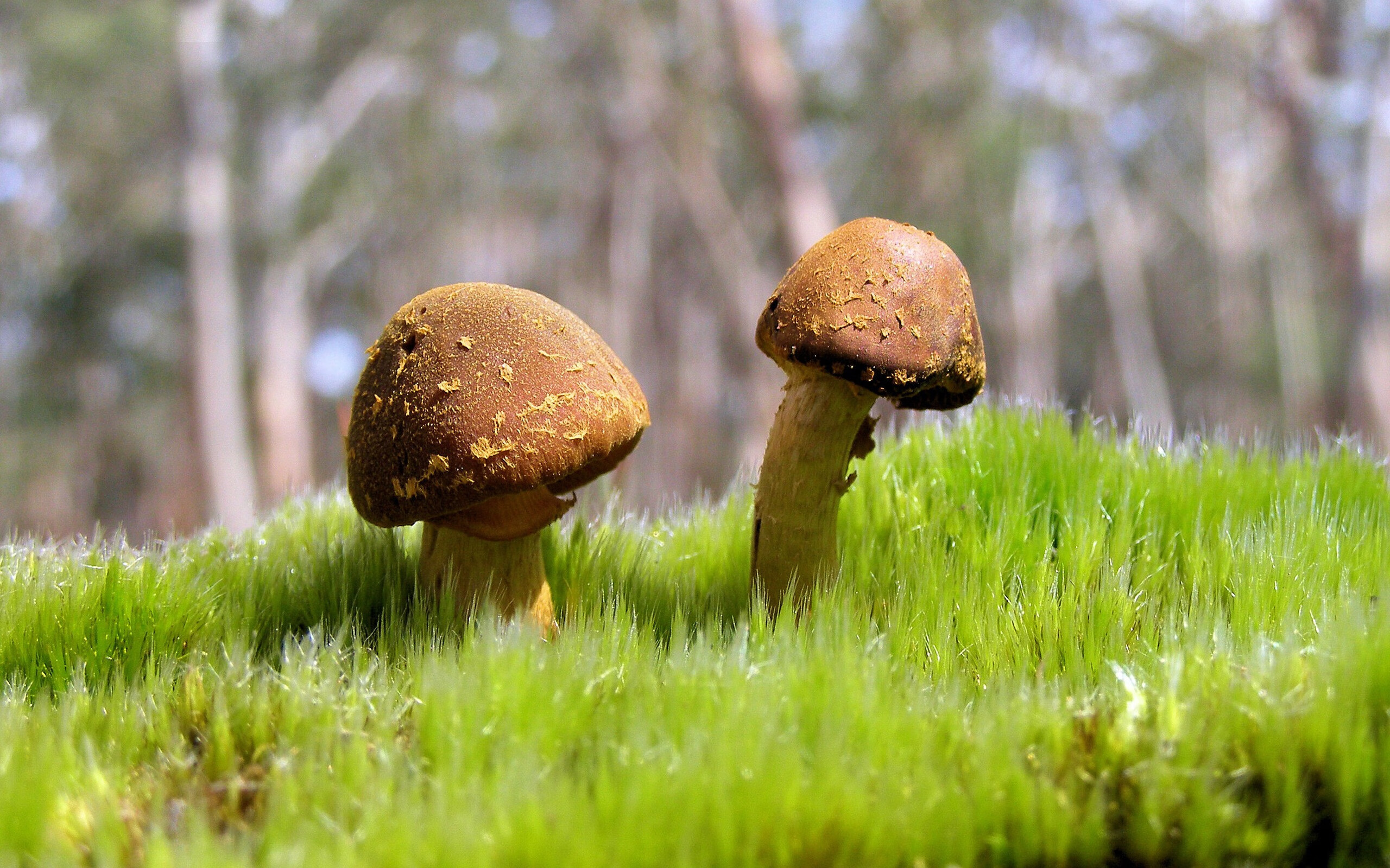 “马丁·高尔西的全能防守：阿根廷美洲狮队的制胜法宝”