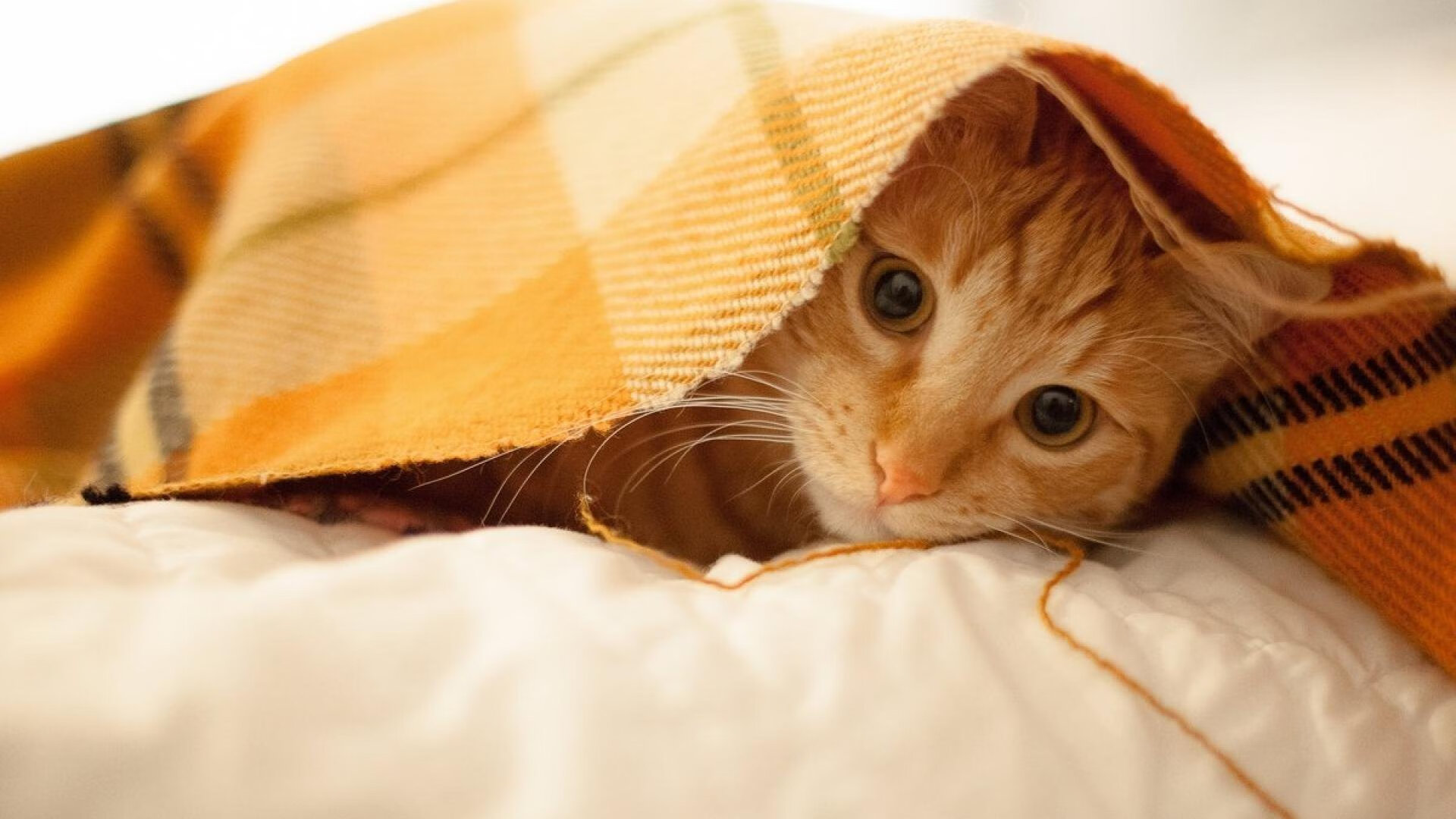 中国队技术动作精准获教练点赞,中国技巧队