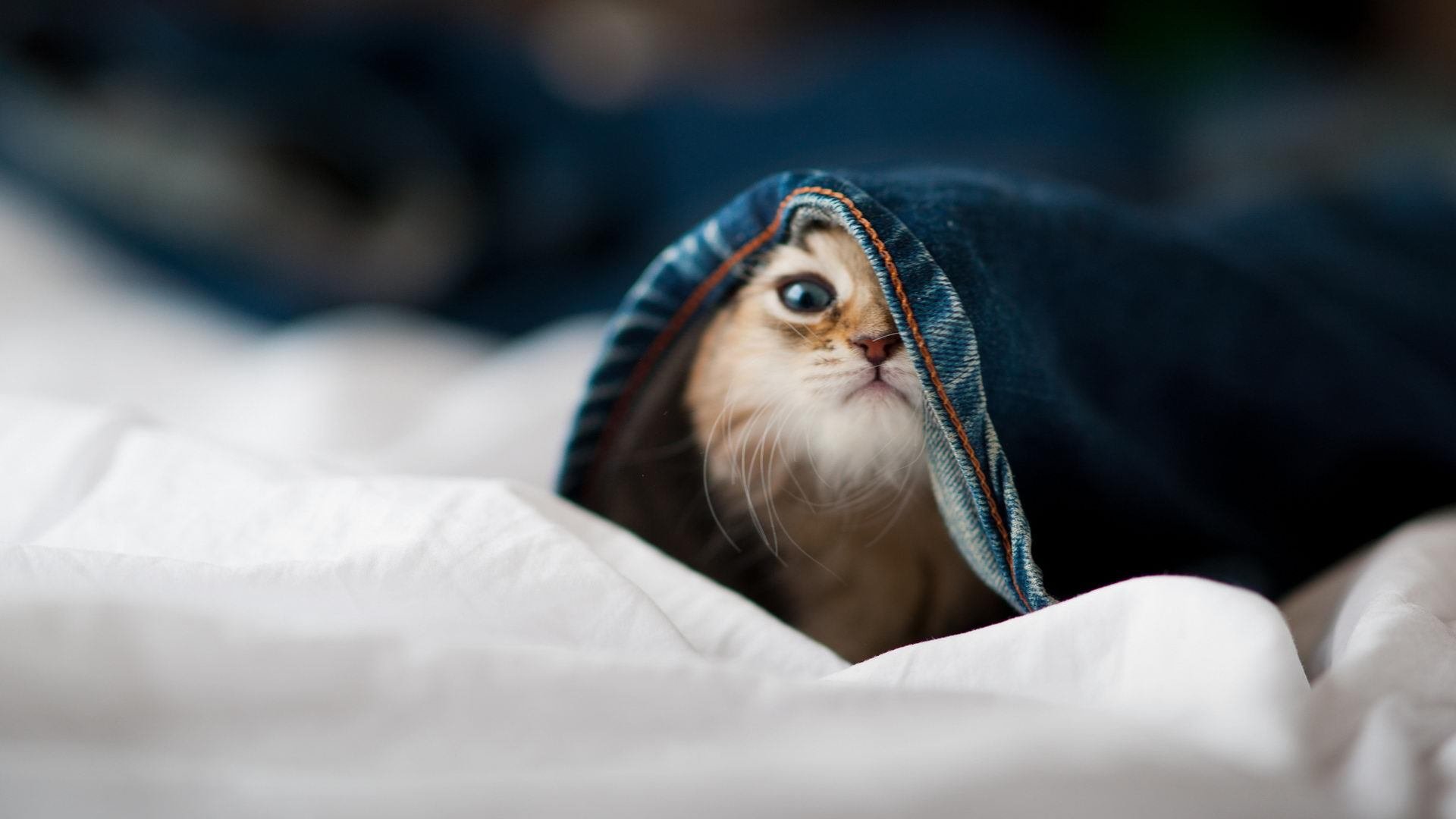 塞维利亚状态火热,争夺欧洲赛场资格